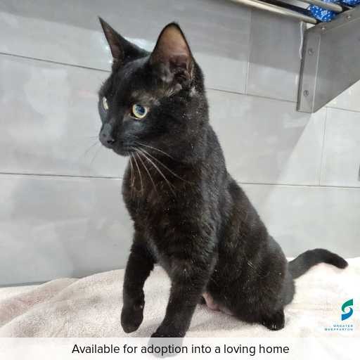 Photo of this cat.