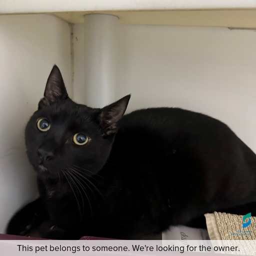 Photo of this cat.