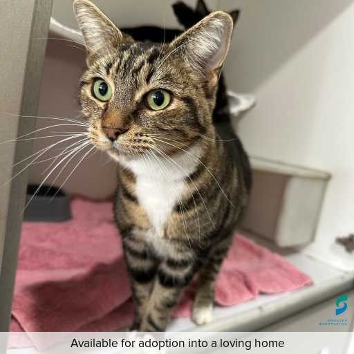 Photo of this cat.