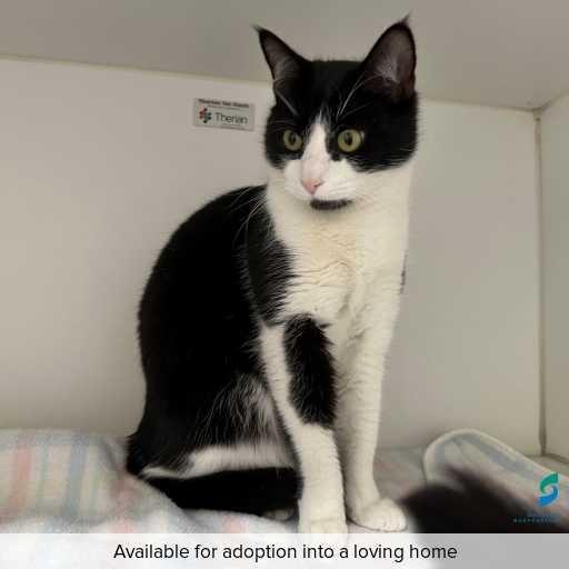 Photo of this cat.