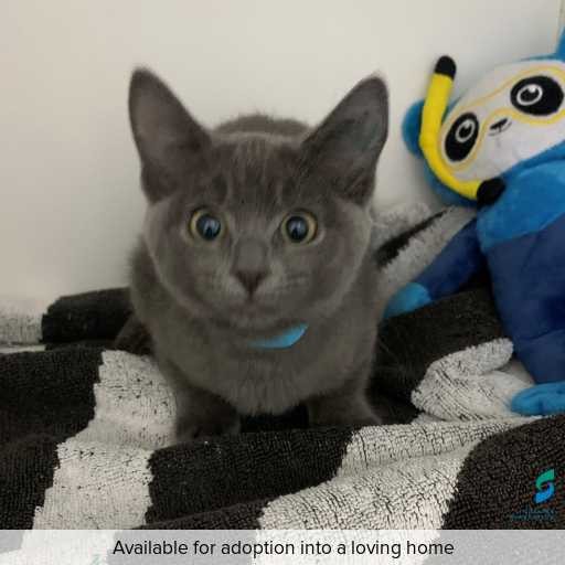 ID: C250552 Photo of this cat.