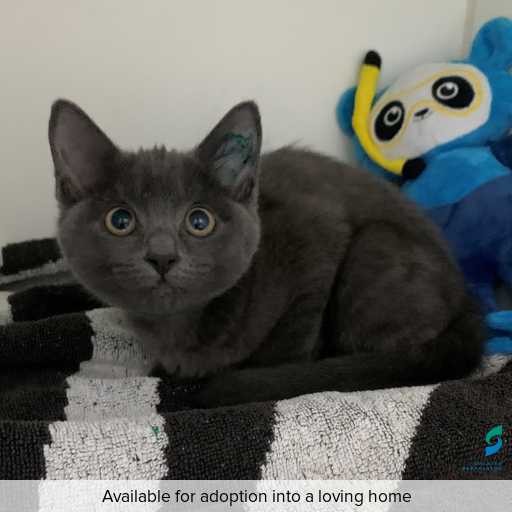 ID: C250553 Photo of this cat.