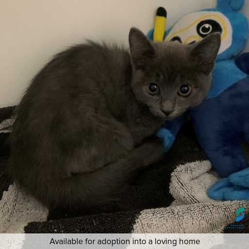 ID: C250554 Photo of this cat.