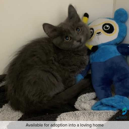 Photo of this cat.