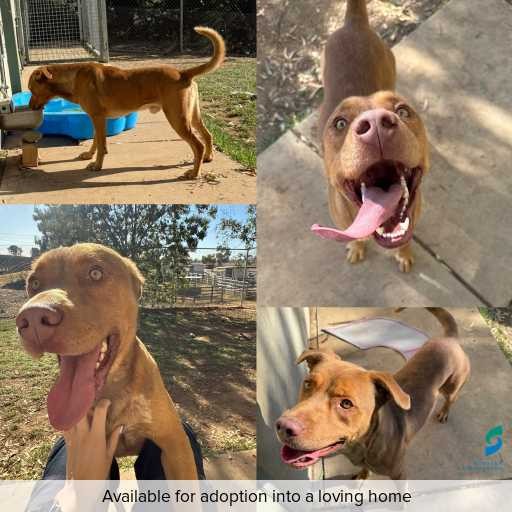 Photo of this dog.