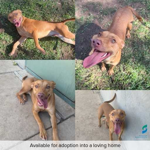 Photo of this dog.