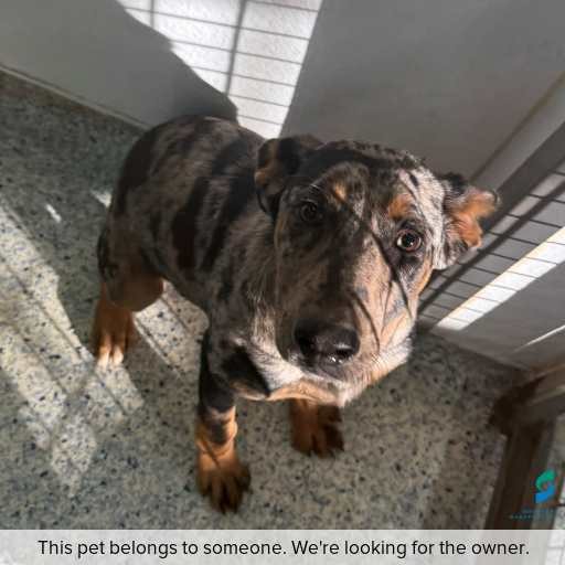 Photo of this dog.