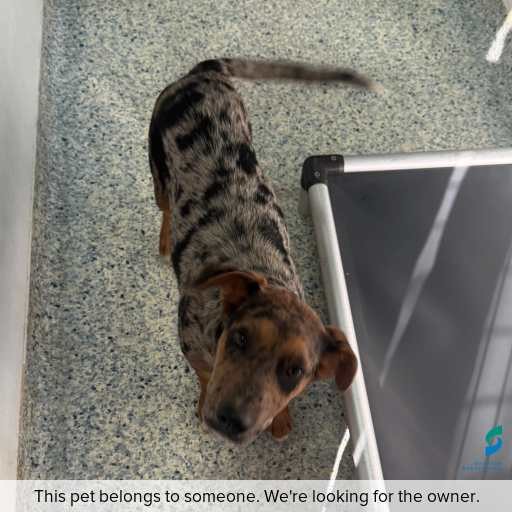 Photo of this dog.