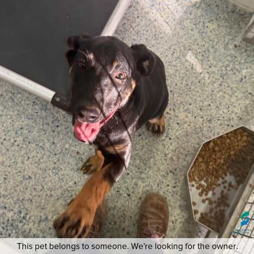 Photo of this dog.
