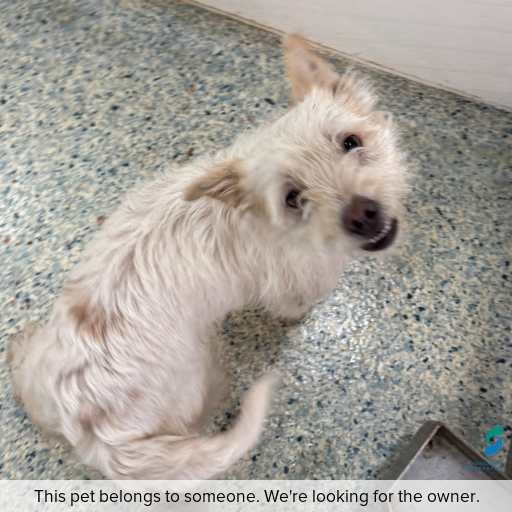 Photo of this dog.