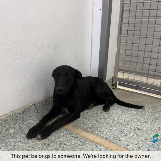 Photo of this dog.