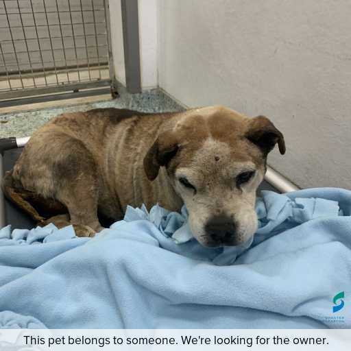 Photo of this dog.