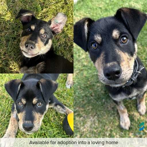 Photo of this dog.