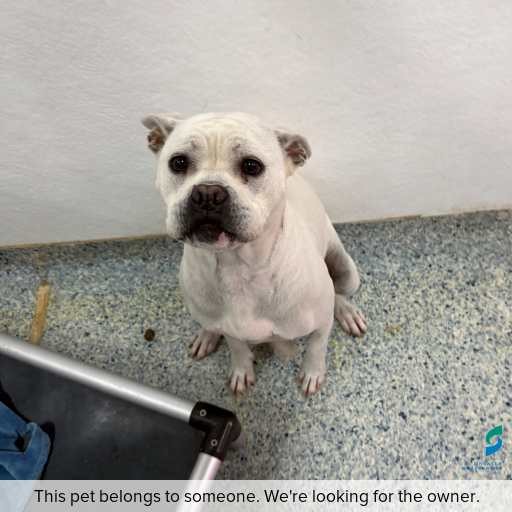 Photo of this dog.