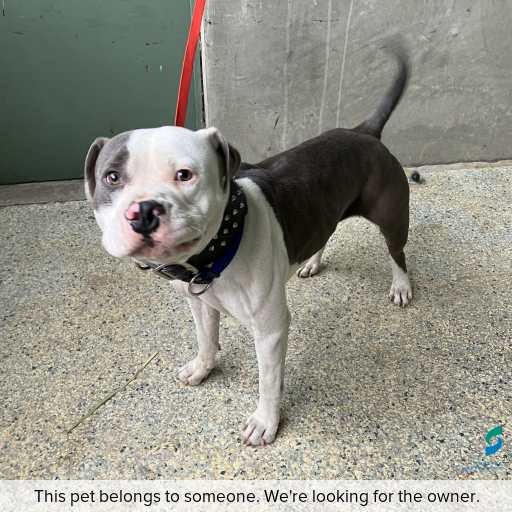 Photo of this dog.
