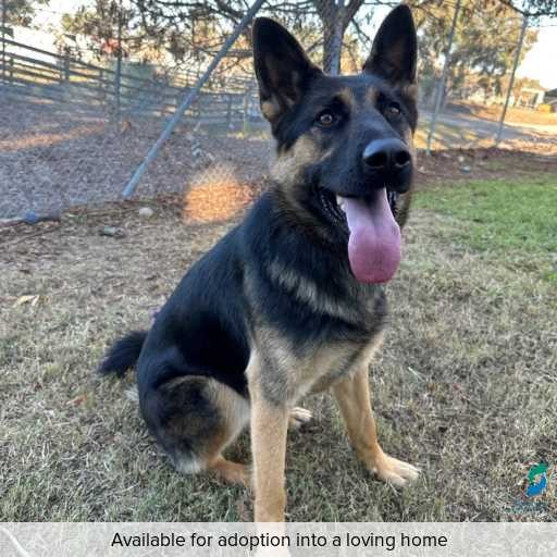 ID: D250301 Photo of this dog.