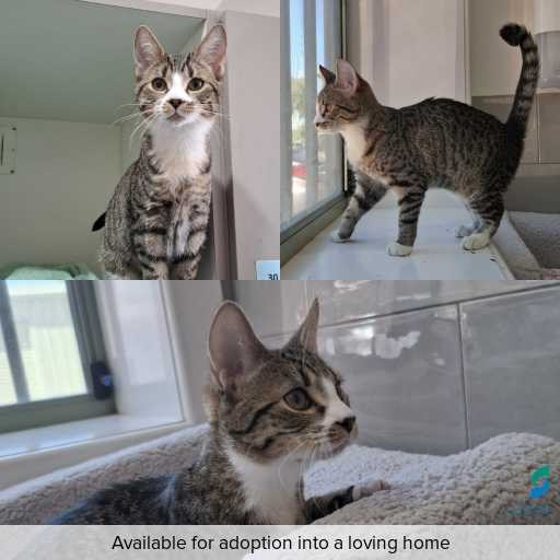 ID: C241190 Photo of this cat.