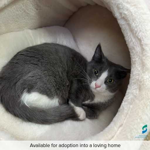 Photo of this cat.