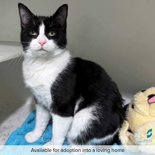 Photo of this cat.
