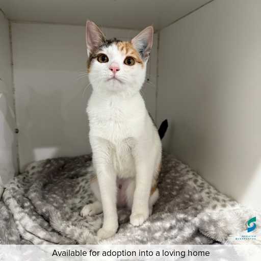 Photo of this cat.