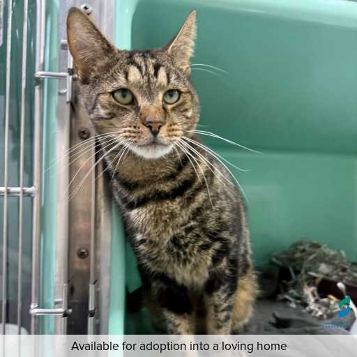 Photo of this cat.