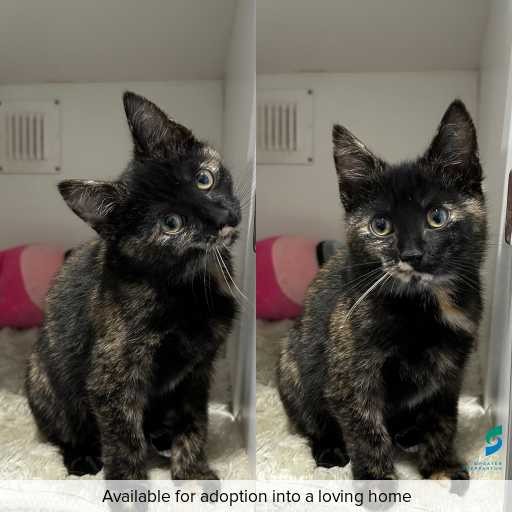 ID: C250304 Photo of this cat.