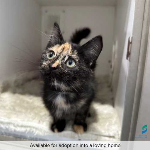 ID: C250305 Photo of this cat.