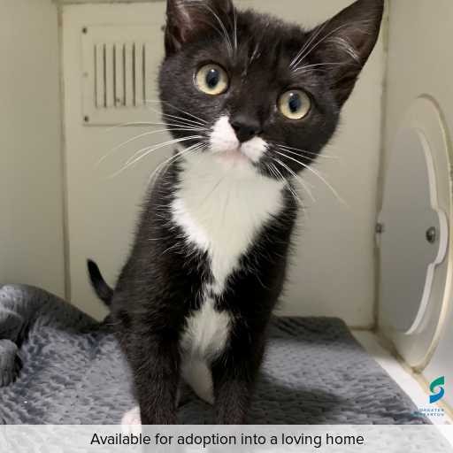 Photo of this cat.