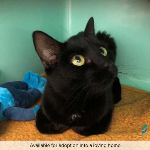 Photo of this cat.