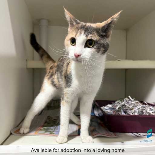 Photo of this cat.