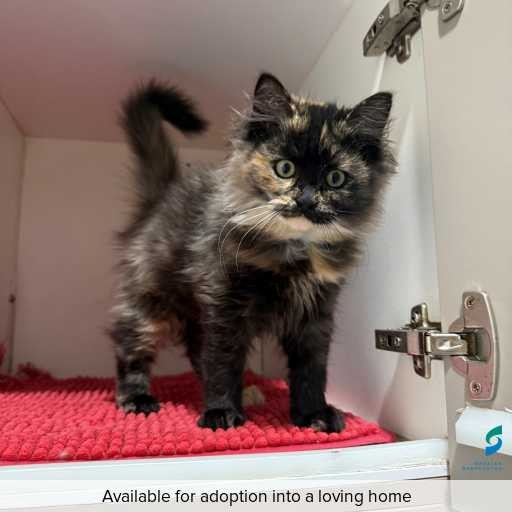 Photo of this cat.