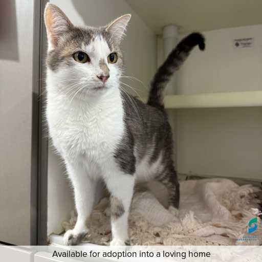 Photo of this cat.