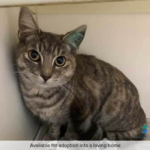 Photo of this cat.