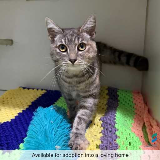Photo of this cat.