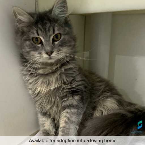 Photo of this cat.