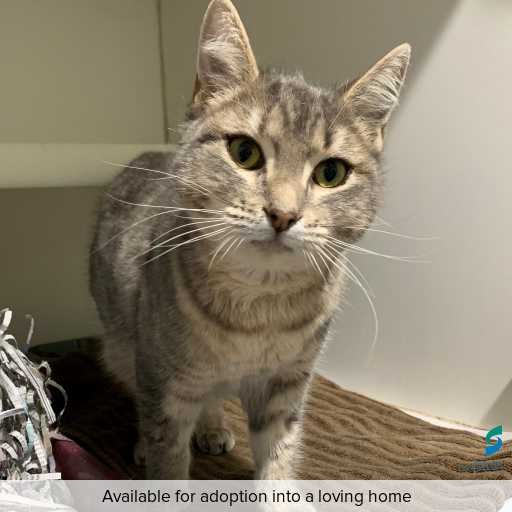 Photo of this cat.