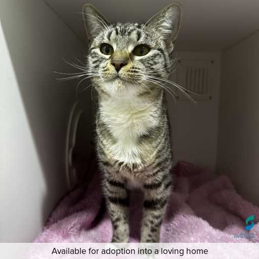 Photo of this cat.