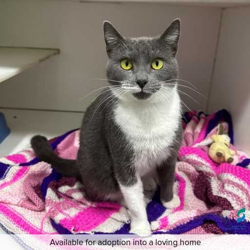 Photo of this cat.