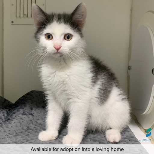 Photo of this cat.