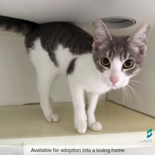 Photo of this cat.