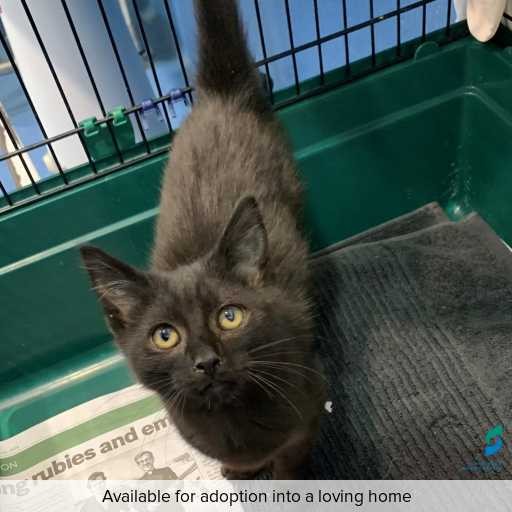 Photo of this cat.