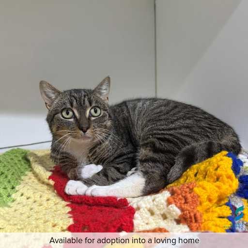 Photo of this cat.