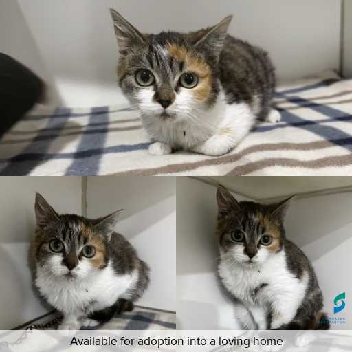 ID: C250457 Photo of this cat.