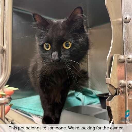 Photo of this cat.