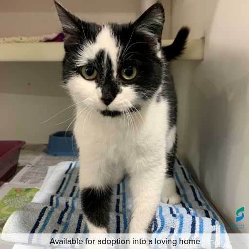 Photo of this cat.