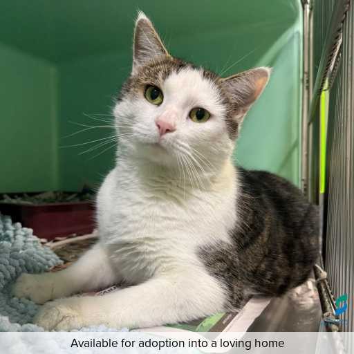 Photo of this cat.