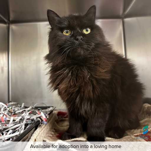 Photo of this cat.