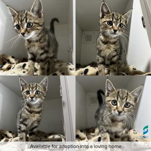 ID: C250480 Photo of this cat.