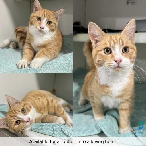 ID: C250484 Photo of this cat.