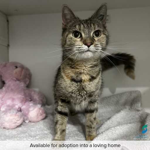 Photo of this cat.
